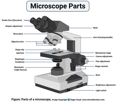 Parts of a microscope with functions and labeled diagram