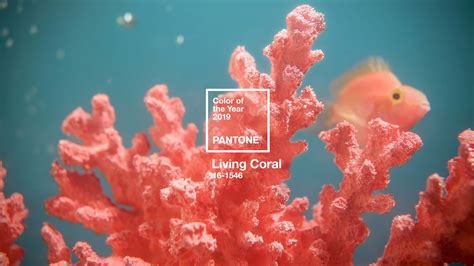 Plain Coral Colored Wallpaper