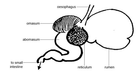 Anatomy and Physiology of Animals/The Gut and Digestion - Wikibooks, open books for an open world