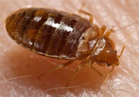 Dust Mites vs. Bed Bugs - How To Tell Them Apart?