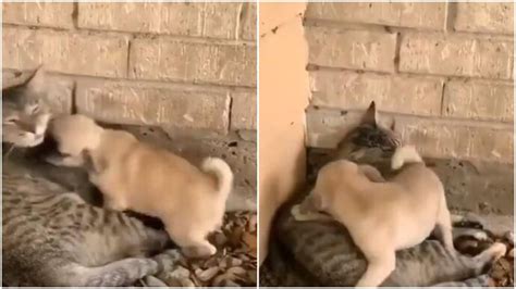 This video of a puppy playing with a cat is your treat for the day ...