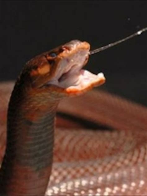 Spitting Cobra: History, Facts, Size, Habitat, Classification & Much More - Animals Name