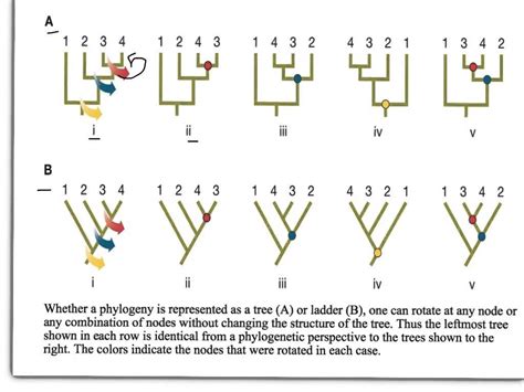 How to Interpret Phylogenetic Trees - YouTube | Phylogenetic tree, Biology, Evolutionary biology