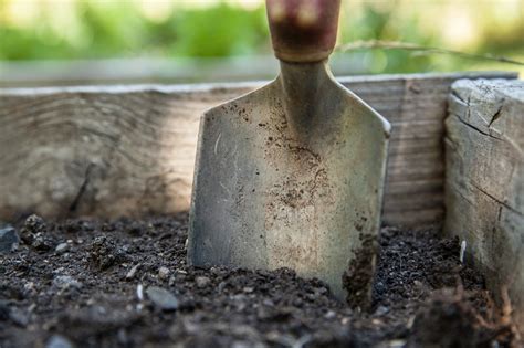 Coco Coir Vs. Soil: Which And When To Use These Growing Mediums | Constant Delights