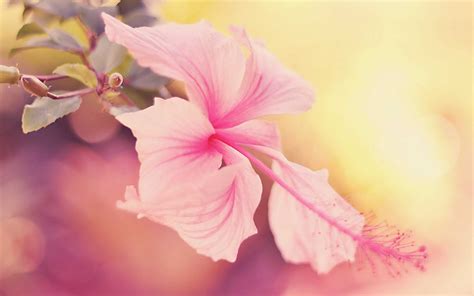 Pink Hibiscus Wallpaper - KoLPaPer - Awesome Free HD Wallpapers