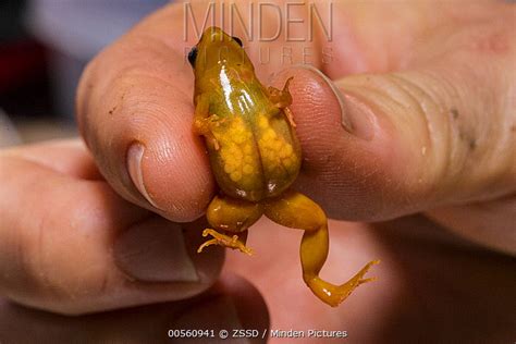 Golden Mantella stock photo - Minden Pictures