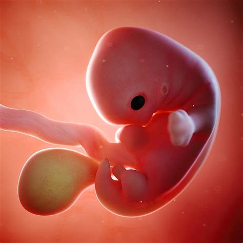 Fetal Development