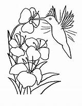 Free Printable Hummingbird Coloring Pages For Kids sketch template