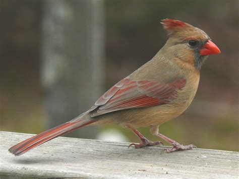 General Information about the Northern Cardinal- Cardinalis cardinalis