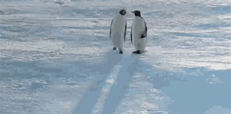 Penguin Walking GIF - Penguin Walking StaringPenguin - Discover & Share GIFs