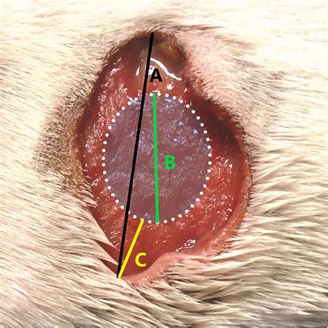 Where Are Mast Cell Tumors Found On Dogs