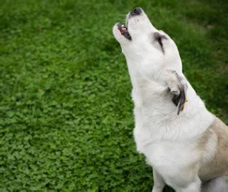 Animal Quick Facts: Why Dogs Howl at Sirens?