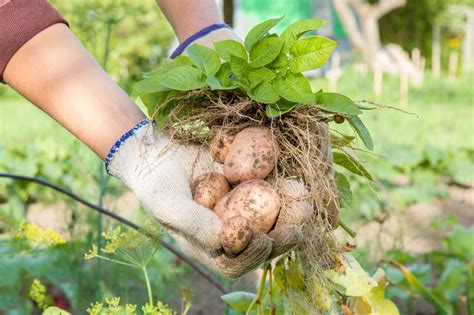 Genius Ways of Growing Potatoes Indoors - Gardenerdy