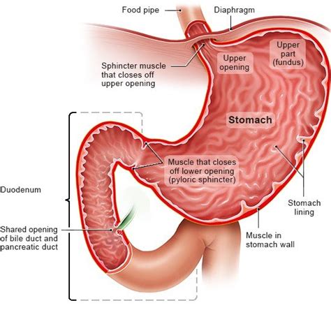 How does the stomach work? | informedhealth.org