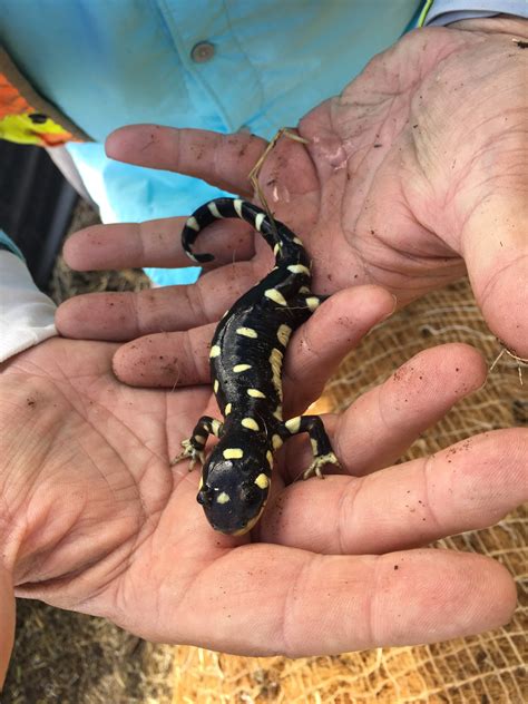 Lawsuit Launched to Stop Destruction of Endangered California Tiger Salamander Habitat - Center ...