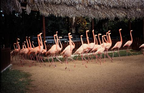 Bahamas 1988 (078) New Providence: Ardastra Gardens, Nassa… | Flickr