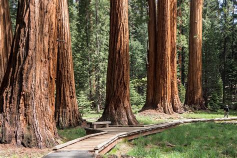 Exploring Giant Sequoia Groves - Sequoia & Kings Canyon National Parks (U.S. National Park Service)