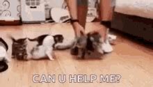 Herding Cats GIF - Herding Cats Silly - Discover & Share GIFs