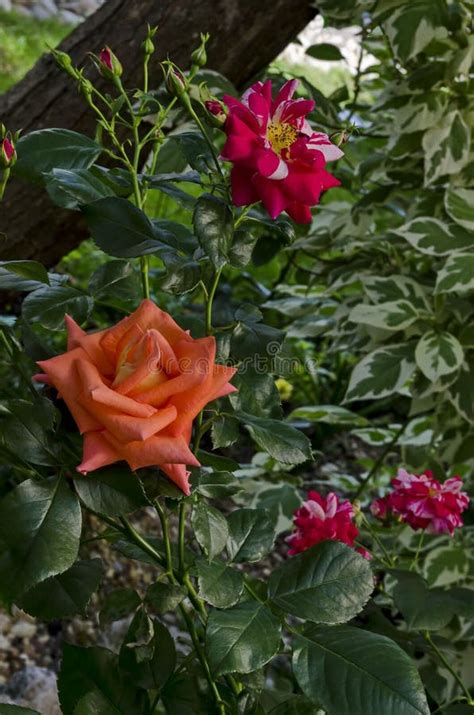 Orange Rose Bush in Bloom at Natural Outdoor Garden Stock Photo - Image ...