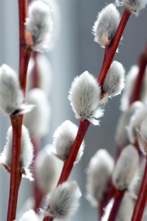 White Flowering Pussy Willow | FREE SHIPPING | Wilson Bros