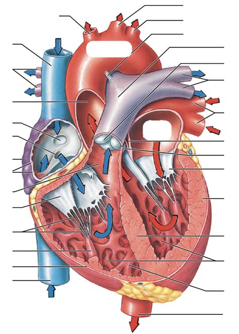 heart Diagram | Quizlet