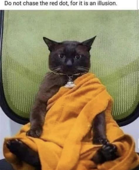 Zen Cat : r/memes