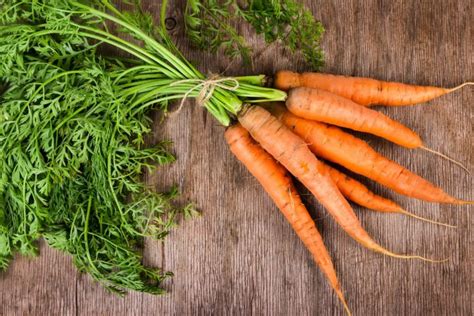 An Essential Guide: How To Select A High Quality Carrot Seeds! | Vilee