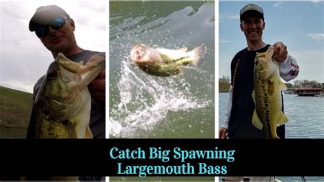 Fishing for Big Spawning Largemouth Bass - YouTube