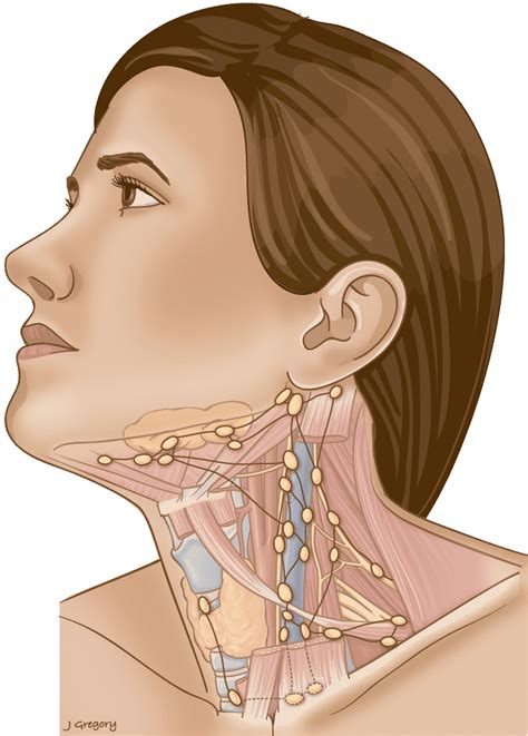 Swollen Lymph Nodes Symptoms Causes Mayo Clinic, 45% OFF