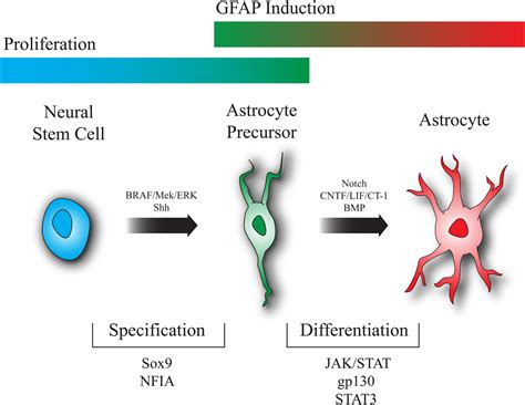 Glial Development: The Crossroads of Regeneration and Repair in the CNS: Neuron