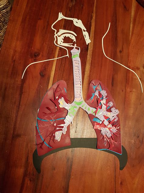 Human Anatomy Model respiratory System Svg Files for 3D | Etsy Australia