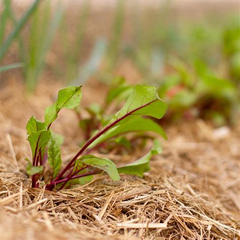 Oreco Sweet Garden 26m² Organic Sugar Cane Mulch - Bunnings Australia