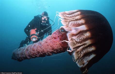 Wonders of the sea: Fascinating pictures from mesmerising collection of photos from the ocean's ...