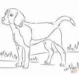 Beagle Dog coloring Page  Free Printable Coloring Pages sketch template