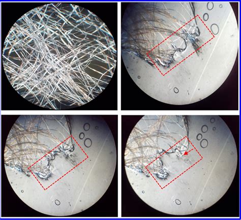 Optical polarizing microscopy photographs of tussah silk fibers in CaCl... | Download Scientific ...