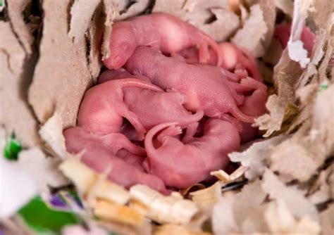 Baby Rat Care: 6 Basics to Know When Caring for Newborns