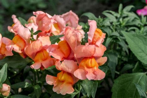 10 Types of Snapdragon Varieties to Grow at Home (with Pictures) | House Grail