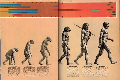 Evolution Of Humans Timeline