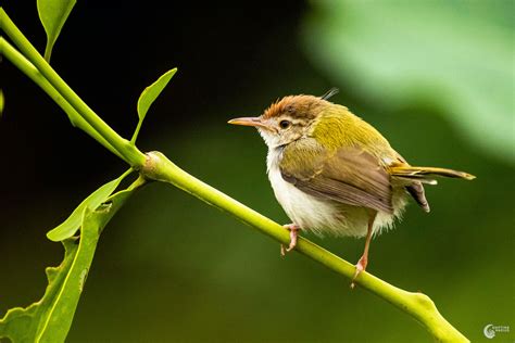 Taylor Bird,घोसलों का विज्ञान: टेलर बर्ड की सिलाई कला , पत्तों को चोंच ...