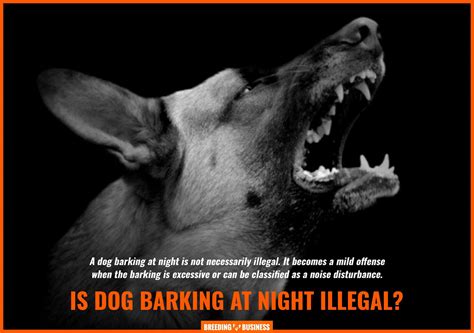 Dog Barking at Night – Reasons, Solutions, Law, Training & FAQs