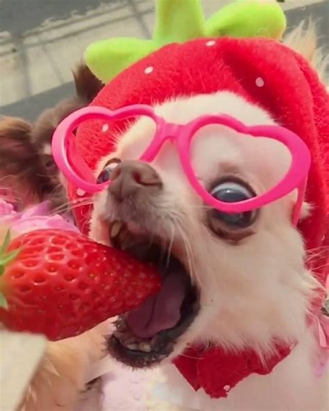 Cutest Chihuahua Eating Strawberry Slow Motion ️️ - funny stuff #chihu... | Sevimli köpek ...