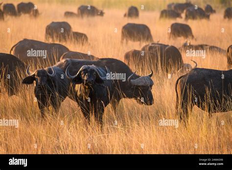 Herd of African buffalo or Cape Buffalo, Syncerus caffer, Bushman ...