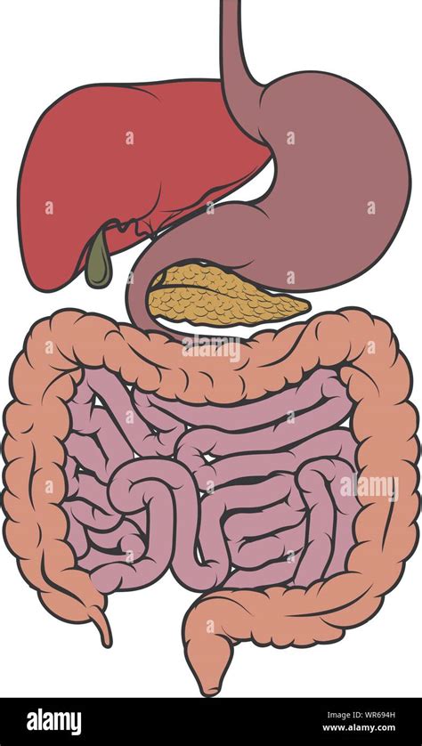 Human anatomy gut gastrointestinal tract diagram Stock Vector Image & Art - Alamy