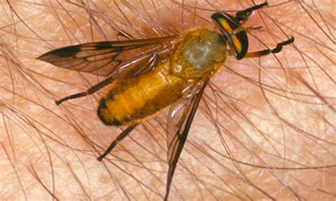 Yellow Flies: Tips for Dealing with this Florida Pest - 30A