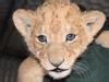 Western Plains Zoo welcomes first African lion cub triplets | Daily ...