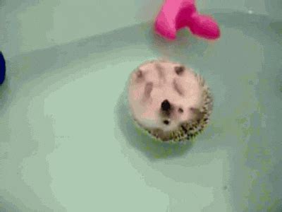 Hedgehog GIFs - Get the best GIF on GIPHY