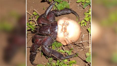 'Terrifying' photo shows hermit crab using a doll's head for a shell