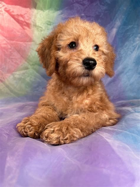 Iowa's Top Schnoodle Breeders, Schnoodles Available Now!