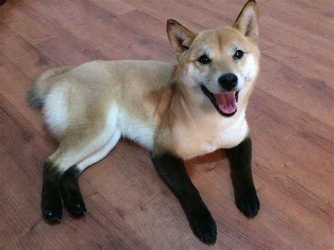 Black Shiba Inu Price | PETSIDI