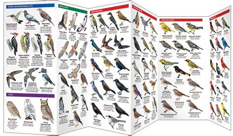 Maine Birds Pocket Reference Guide – Archipelago - The Island Institute ...